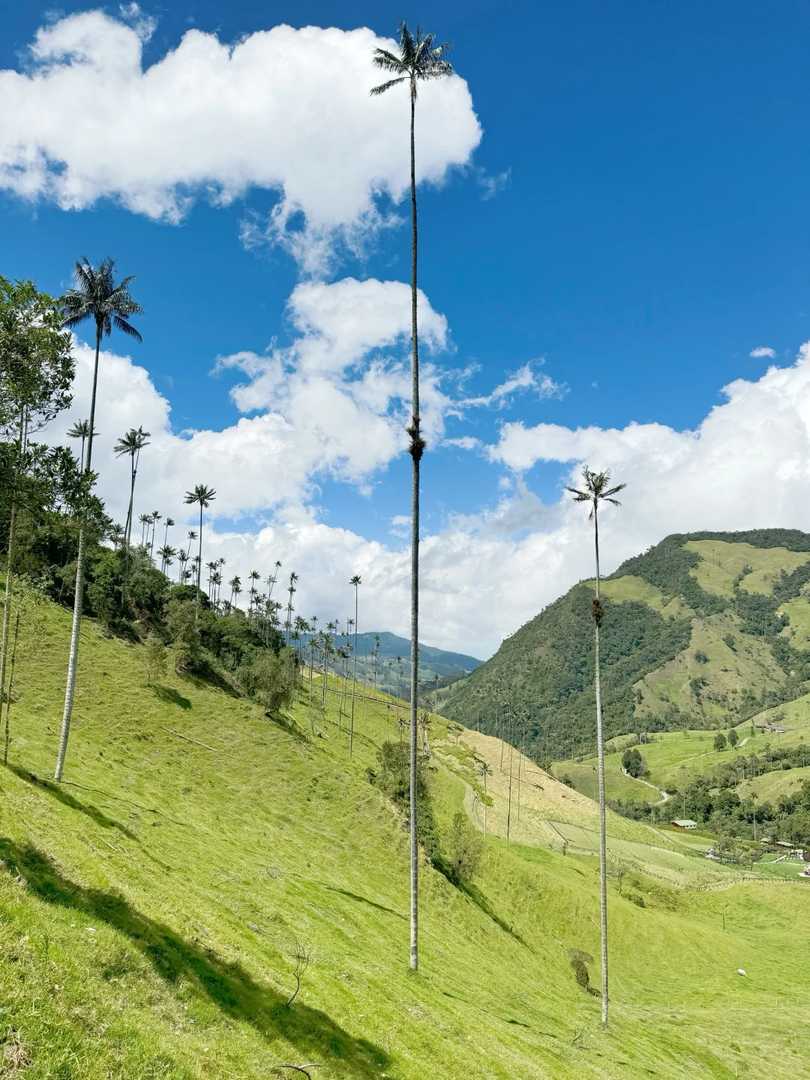 Explore Salento Colombia | World's Tallest Wax Palm Trees Near Coffee Farms