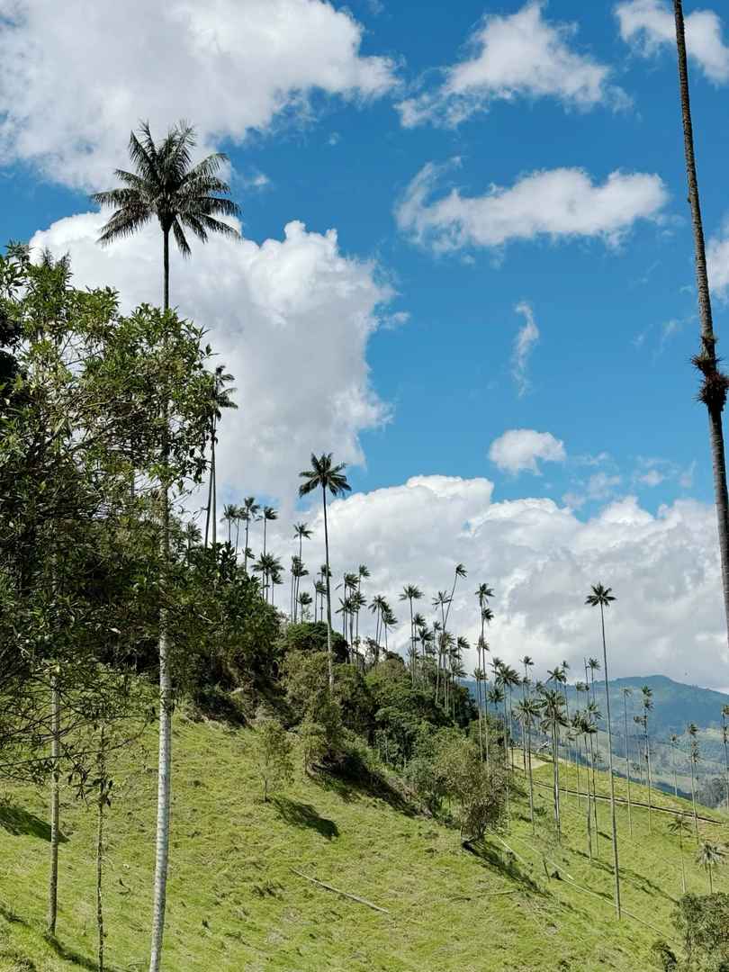 Explore Salento Colombia | World's Tallest Wax Palm Trees Near Coffee Farms