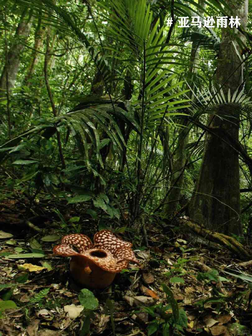 Explore and Check-in at Brazil's 15 Must-Visit Tourist Attractions
