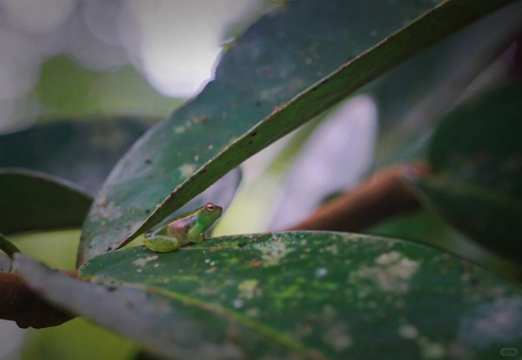 Explore the Amazon Rainforest: A Guide to Biodiversity and Conservation