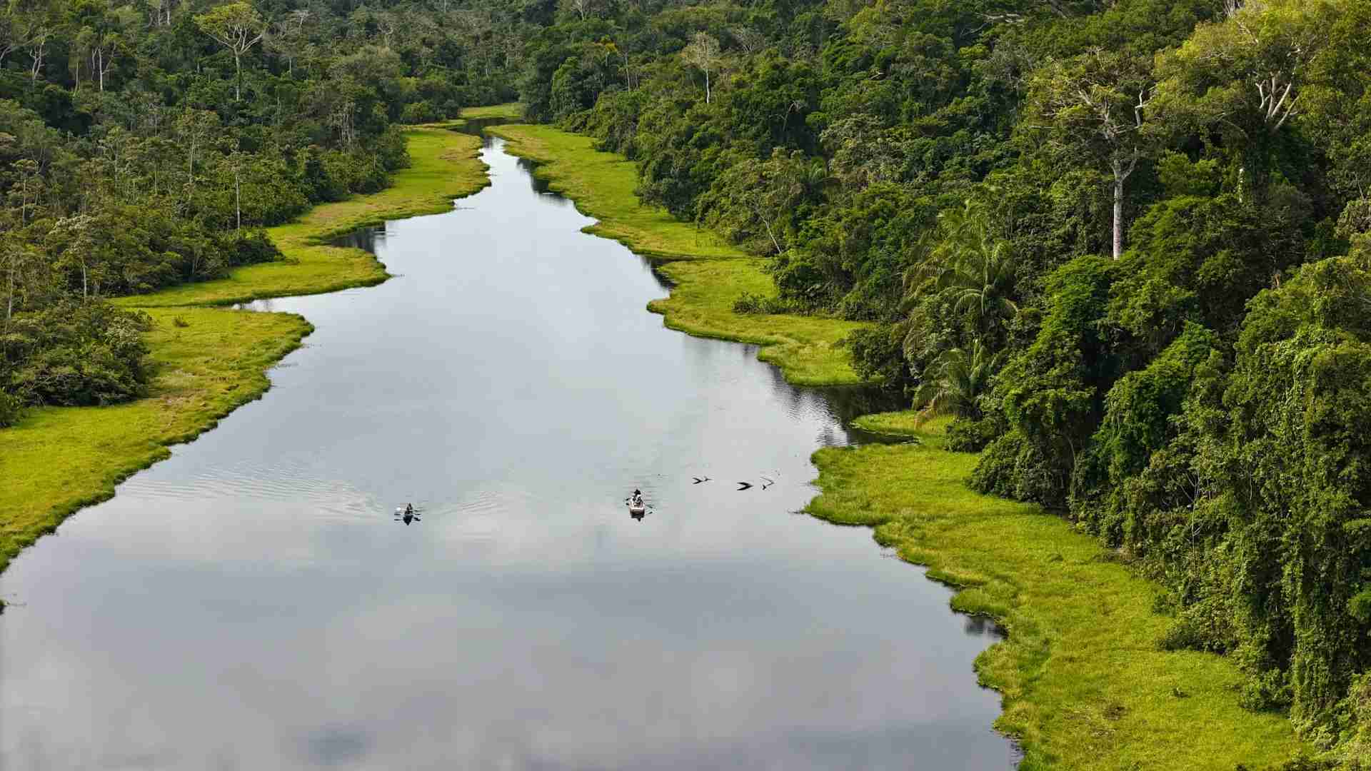 Erkunde den Amazonasregenwald: Ein Leitfaden zur Vielfalt und Erhaltung