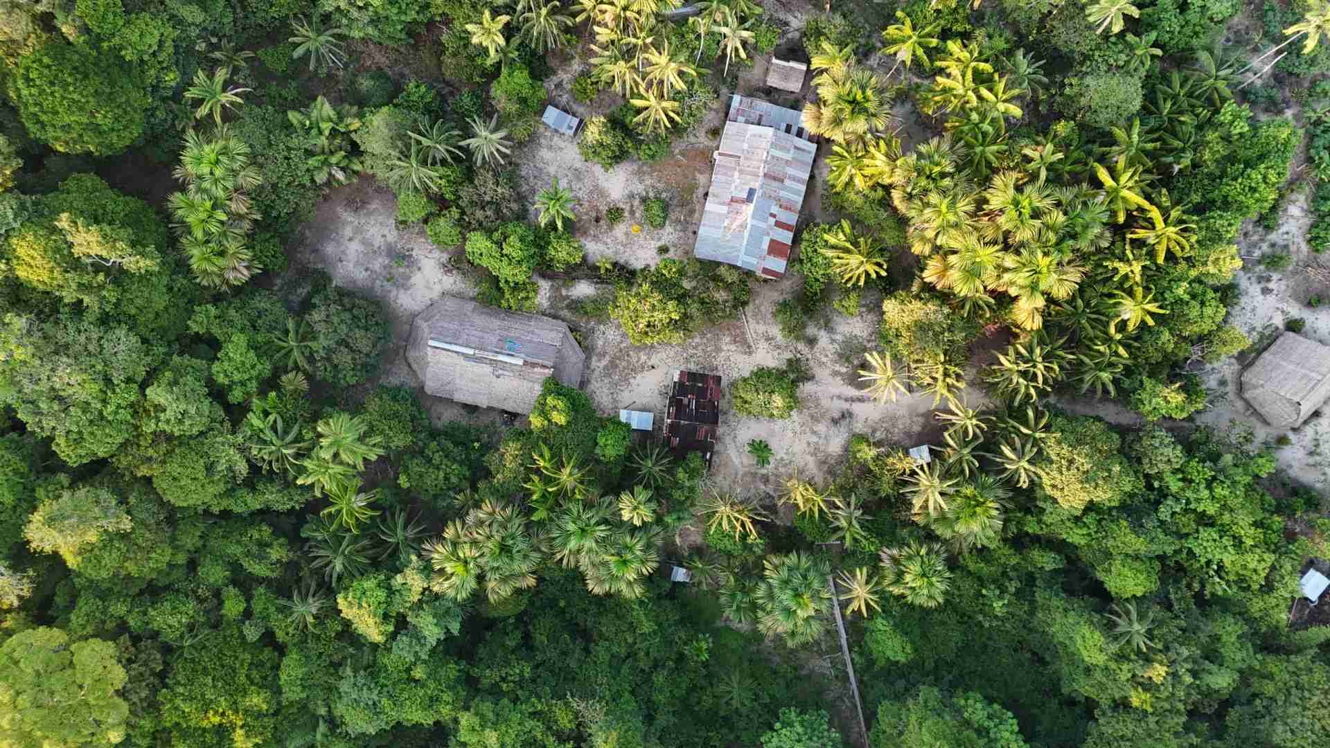 Erkunde den Amazonasregenwald: Ein Leitfaden zur Vielfalt und Erhaltung