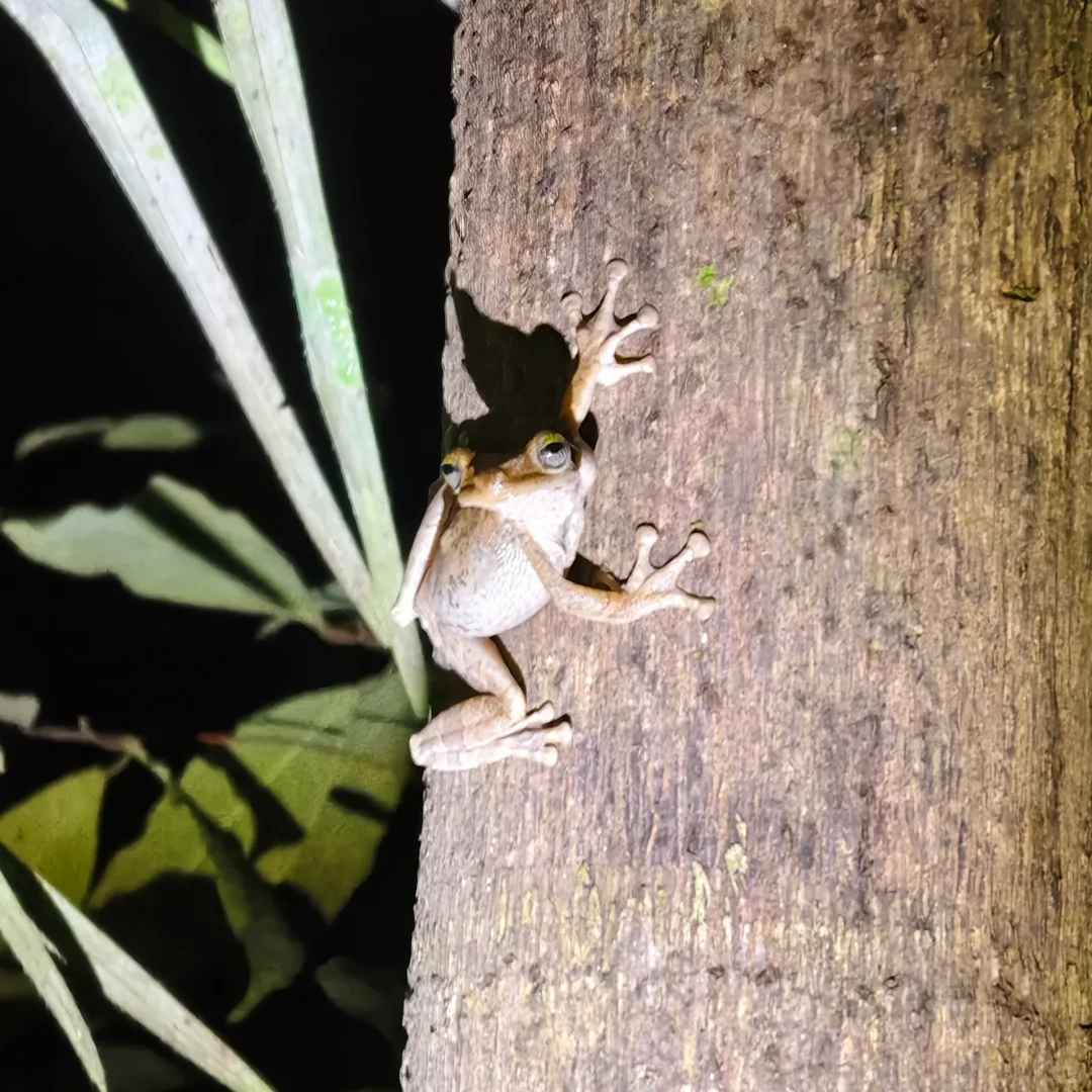 Erkunde den Amazonasregenwald: Ein wunderbarer Zusammentreffen mit seltenen Tieren