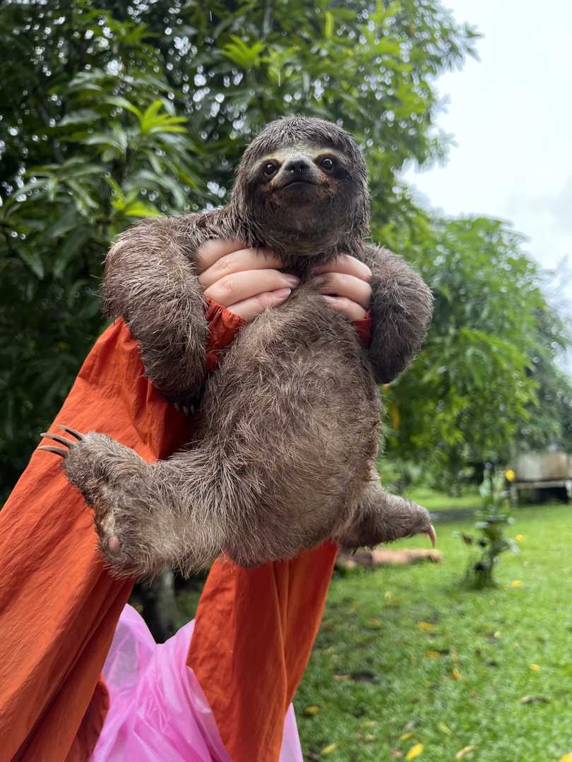 Erkunde den Amazonasregenwald: Ein wunderbarer Zusammentreffen mit seltenen Tieren