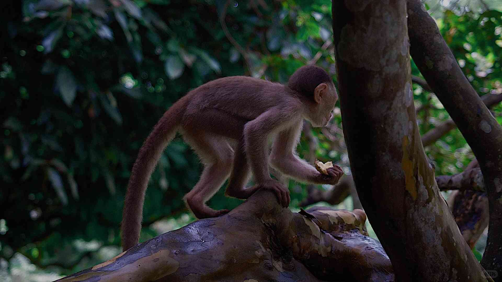 Erkunde den Amazonasregenwald: Ein wunderbarer Zusammentreffen mit seltenen Tieren