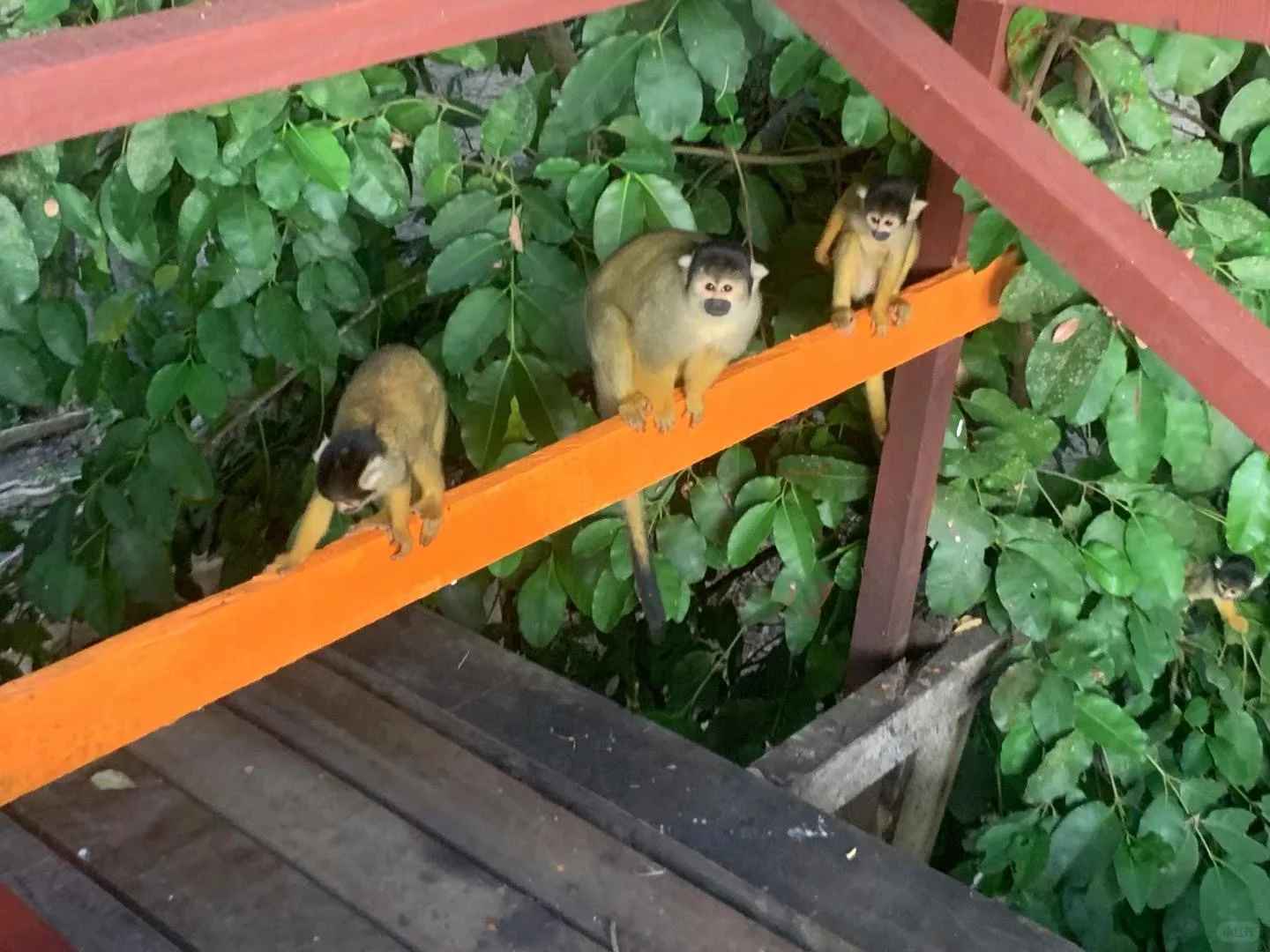 Exploration de la Forêt Vierge Amazonienne Journal 1.0 : Un Guide Détaillé de la Jungle Tropicale