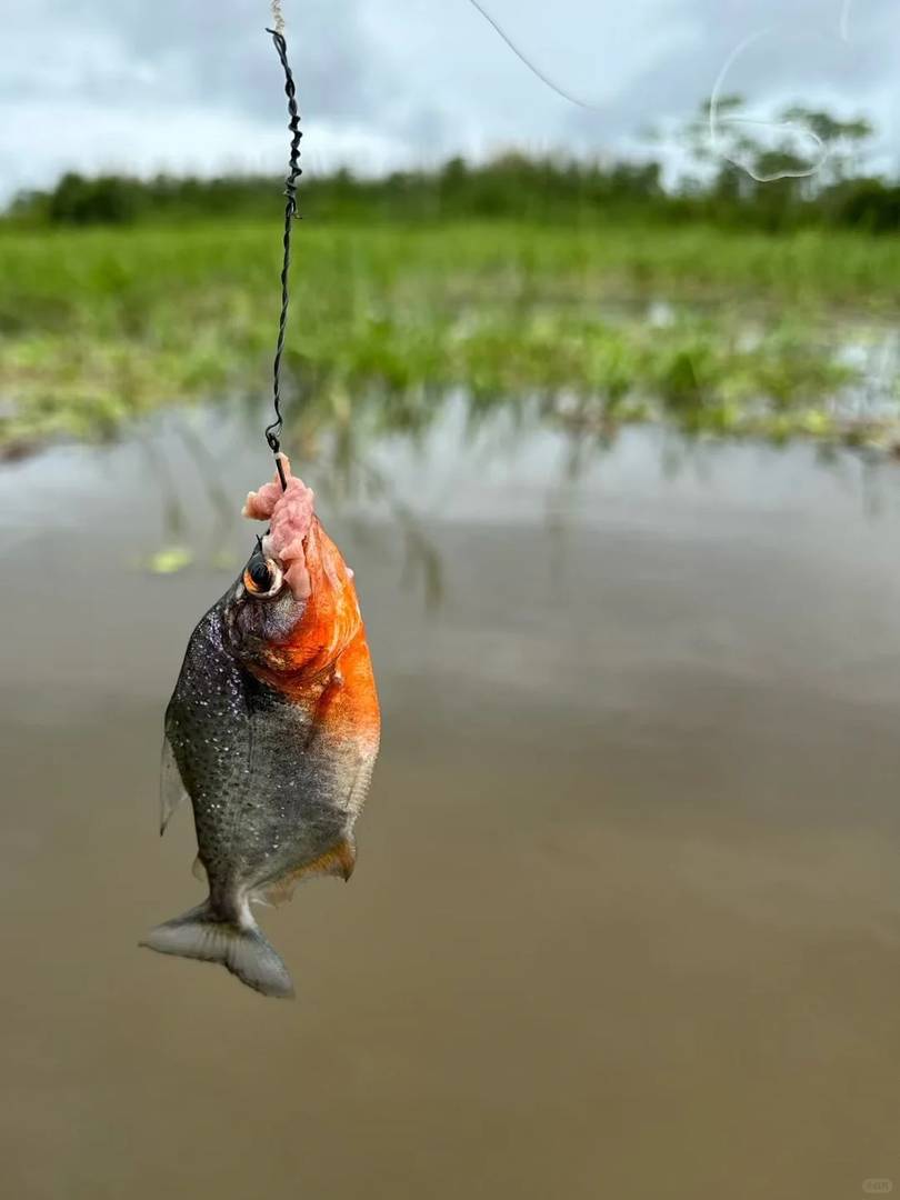 Explore the Amazon Rainforest: Unique Activities and Adventures