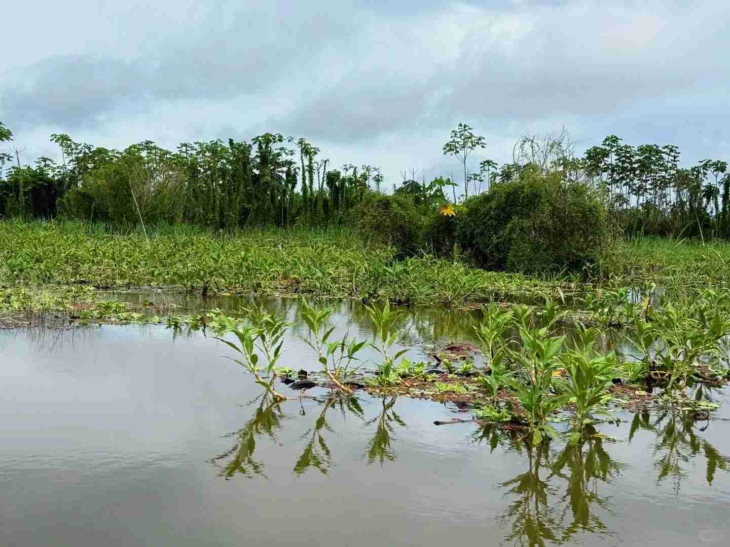 Explore the Amazon Rainforest: Unique Activities and Adventures