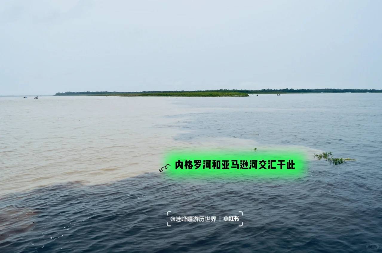 Entdecke heute das Amazonasregenwaldes, ein biodiverses Naturwunder!