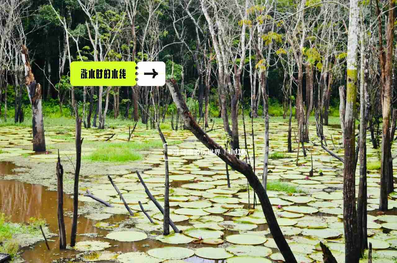 Entdecke heute das Amazonasregenwaldes, ein biodiverses Naturwunder!