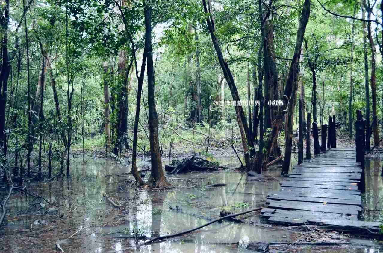 Entdecke heute das Amazonasregenwaldes, ein biodiverses Naturwunder!