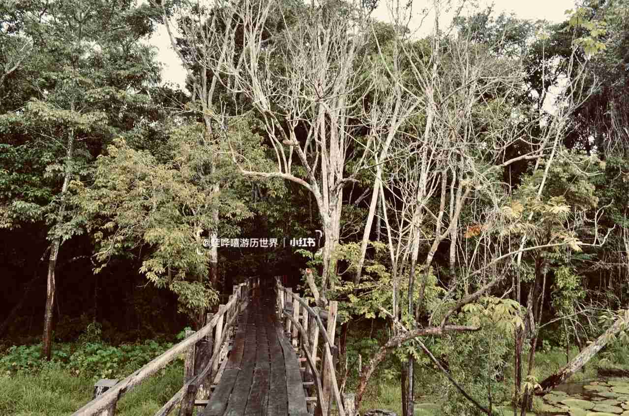 Entdecke heute das Amazonasregenwaldes, ein biodiverses Naturwunder!
