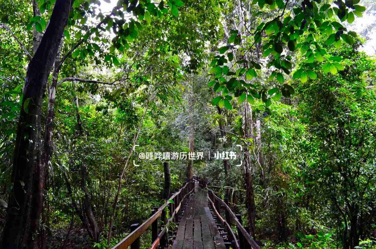Entdecke heute das Amazonasregenwaldes, ein biodiverses Naturwunder!