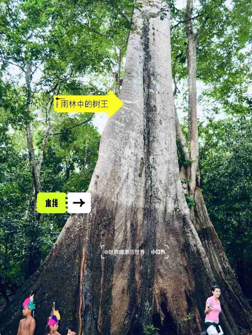 Entdecke heute das Amazonasregenwaldes, ein biodiverses Naturwunder!