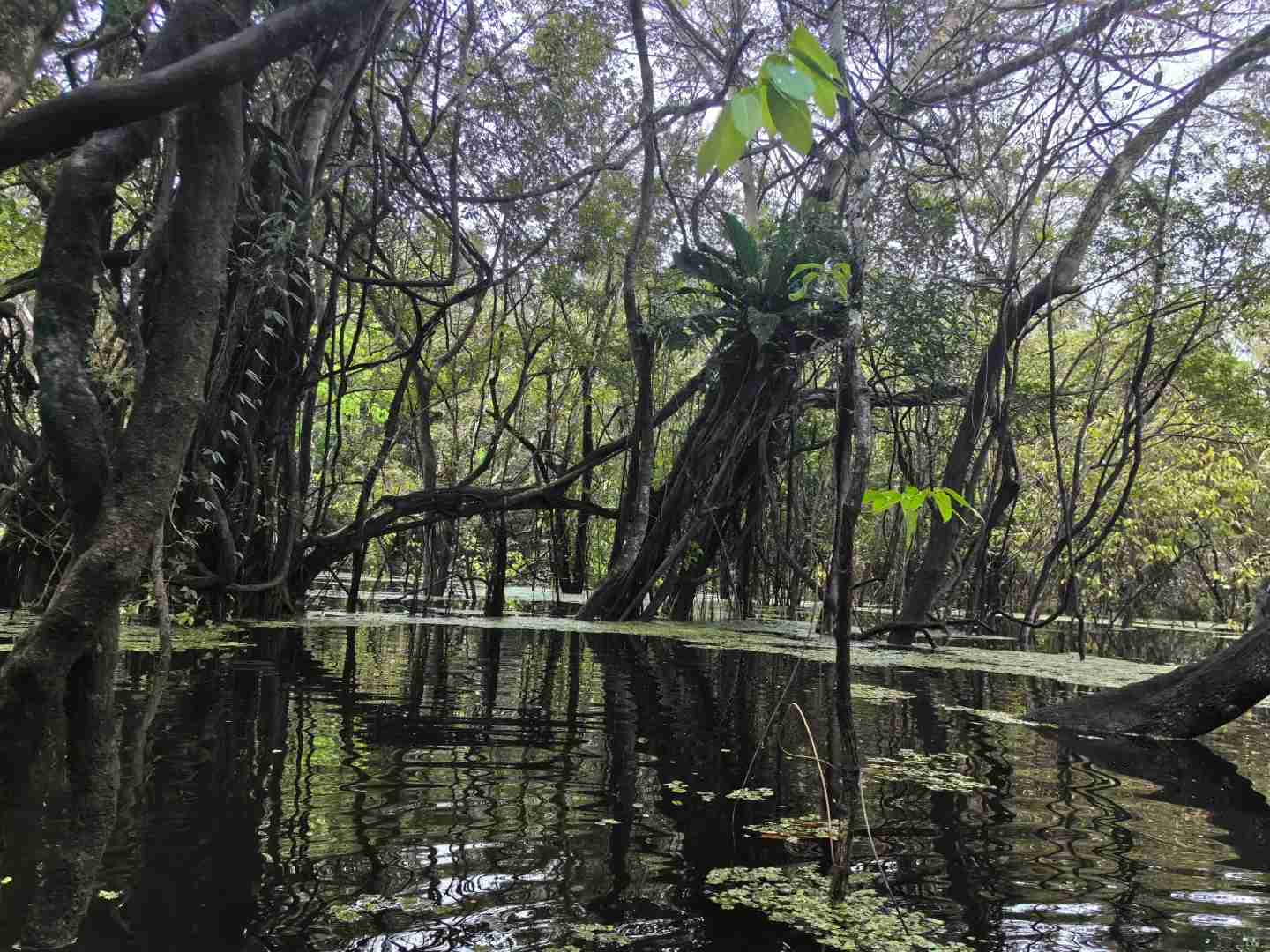 Explore the Amazon Rainforest in Brazil: Manaus Eco Tours