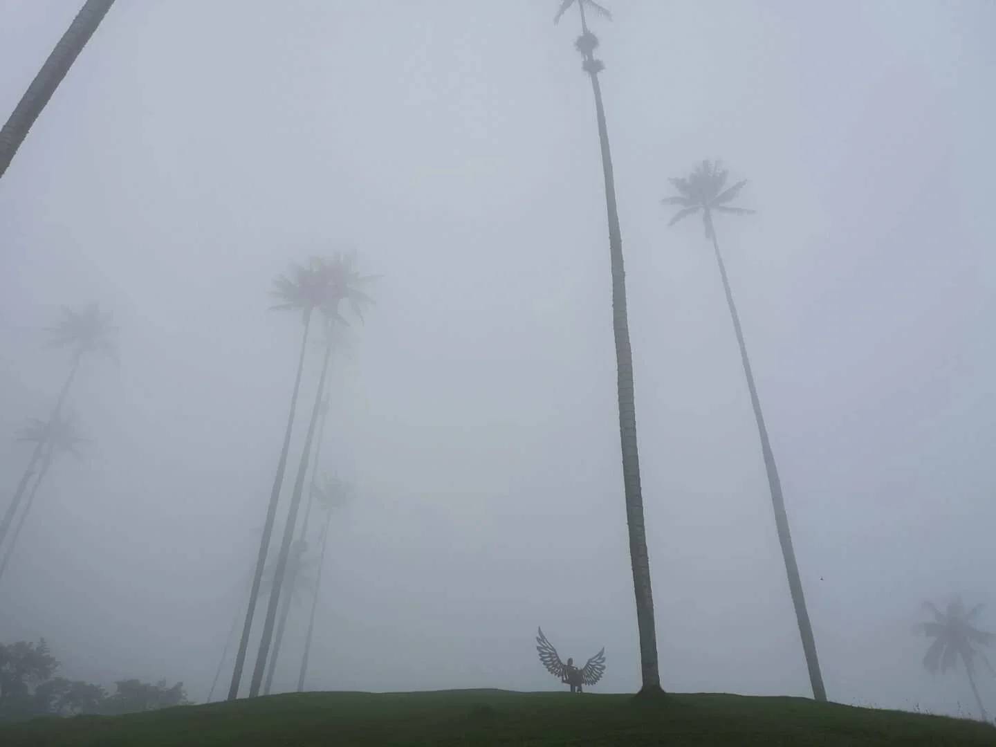 Explore the Beauty of Old Photos in Colombia's Cocora Valley | Nature at Its Best