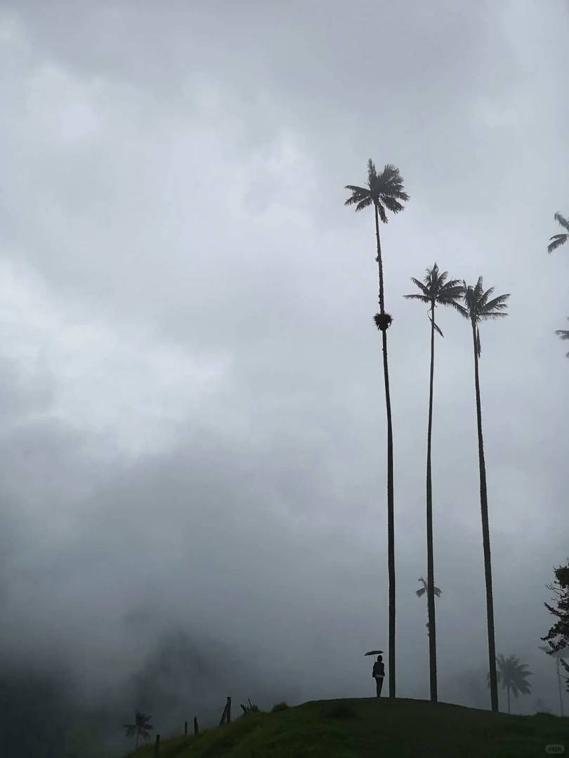 Explore the Beauty of Old Photos in Colombia's Cocora Valley | Nature at Its Best