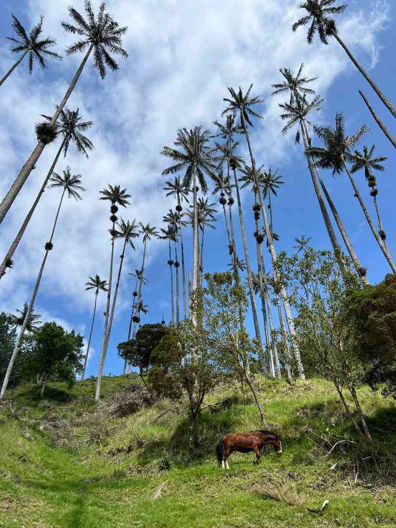 Explore the Breathtaking Cócora Valley: A Hidden Gem in Mexico