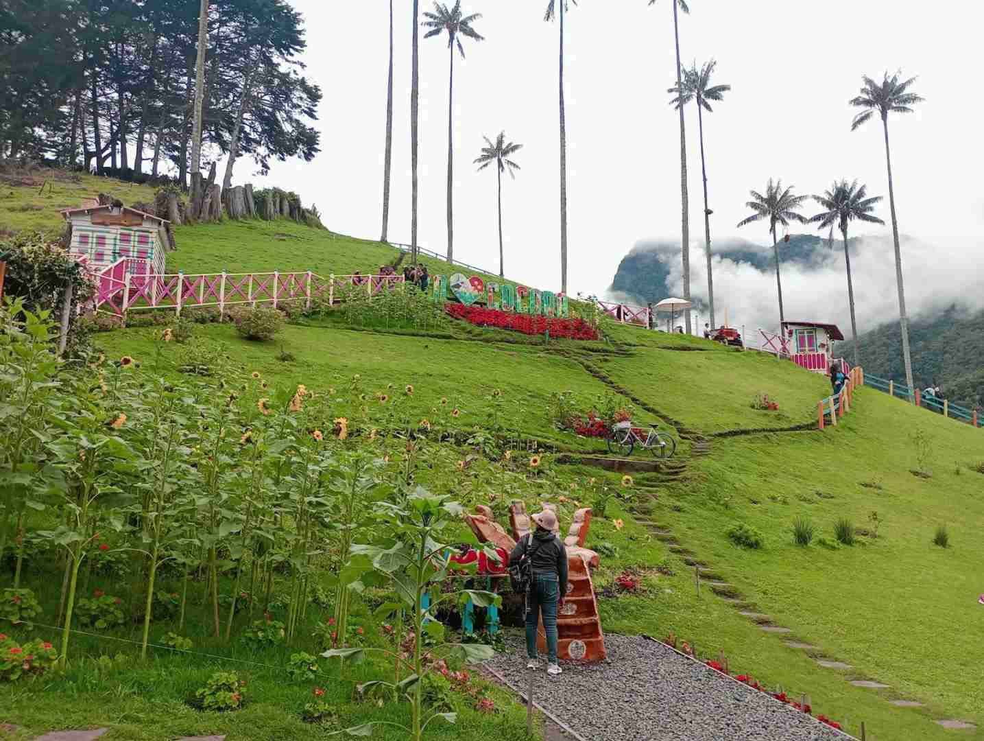 Explore the Breathtaking Cocora Valley Colombia | Andes Cloud Forest