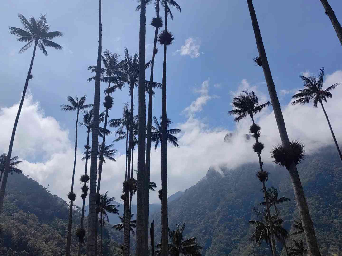 Explore the Breathtaking Cocora Valley in South American Travel