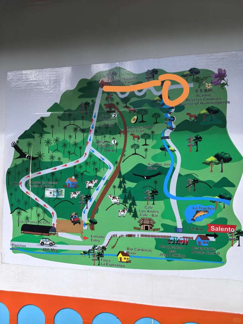 Explore the Breathtaking Cocora Valley with Quindío's Best Trails