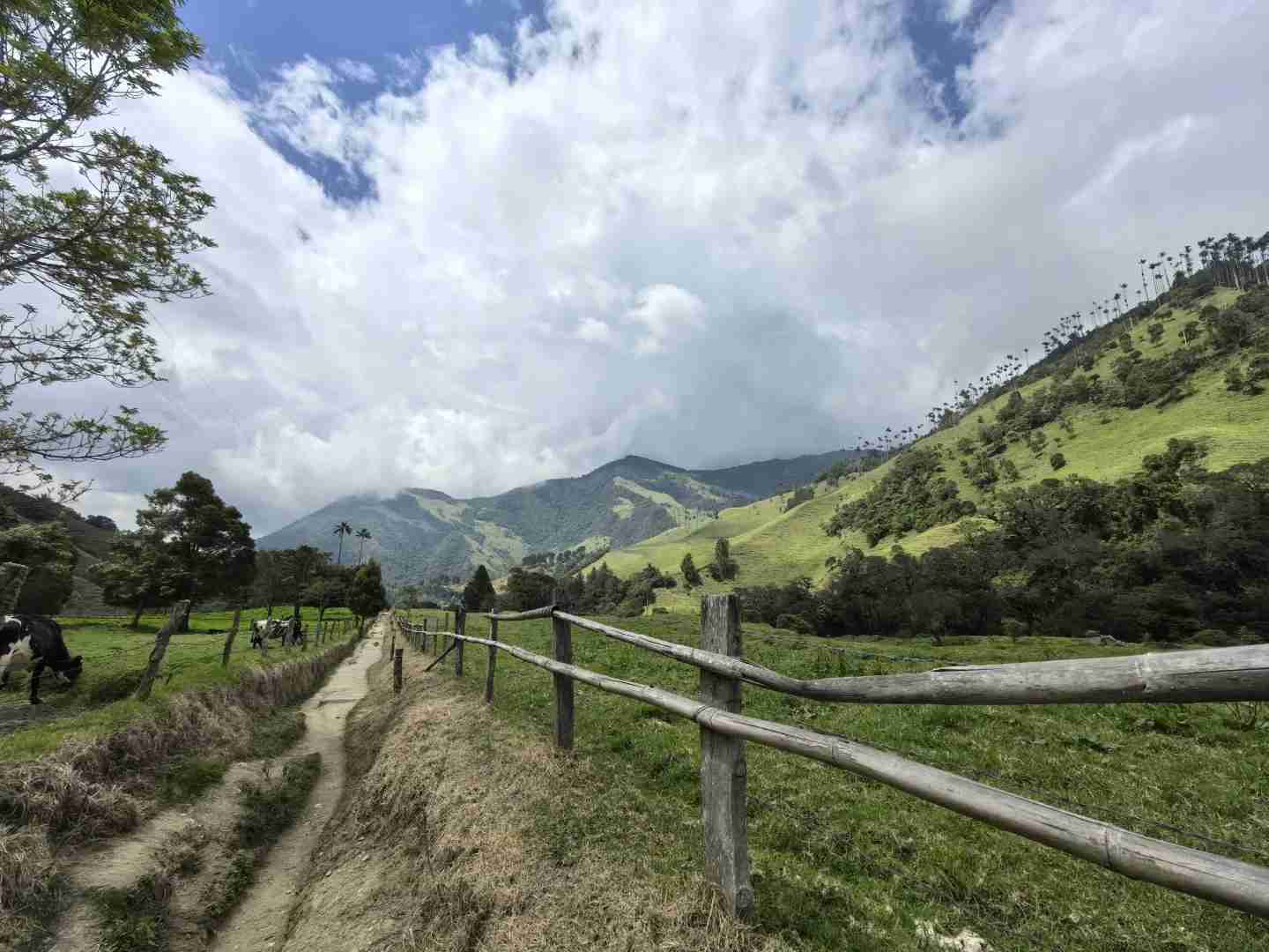 Explore the Breathtaking Cocora Valley with Quindío's Best Trails