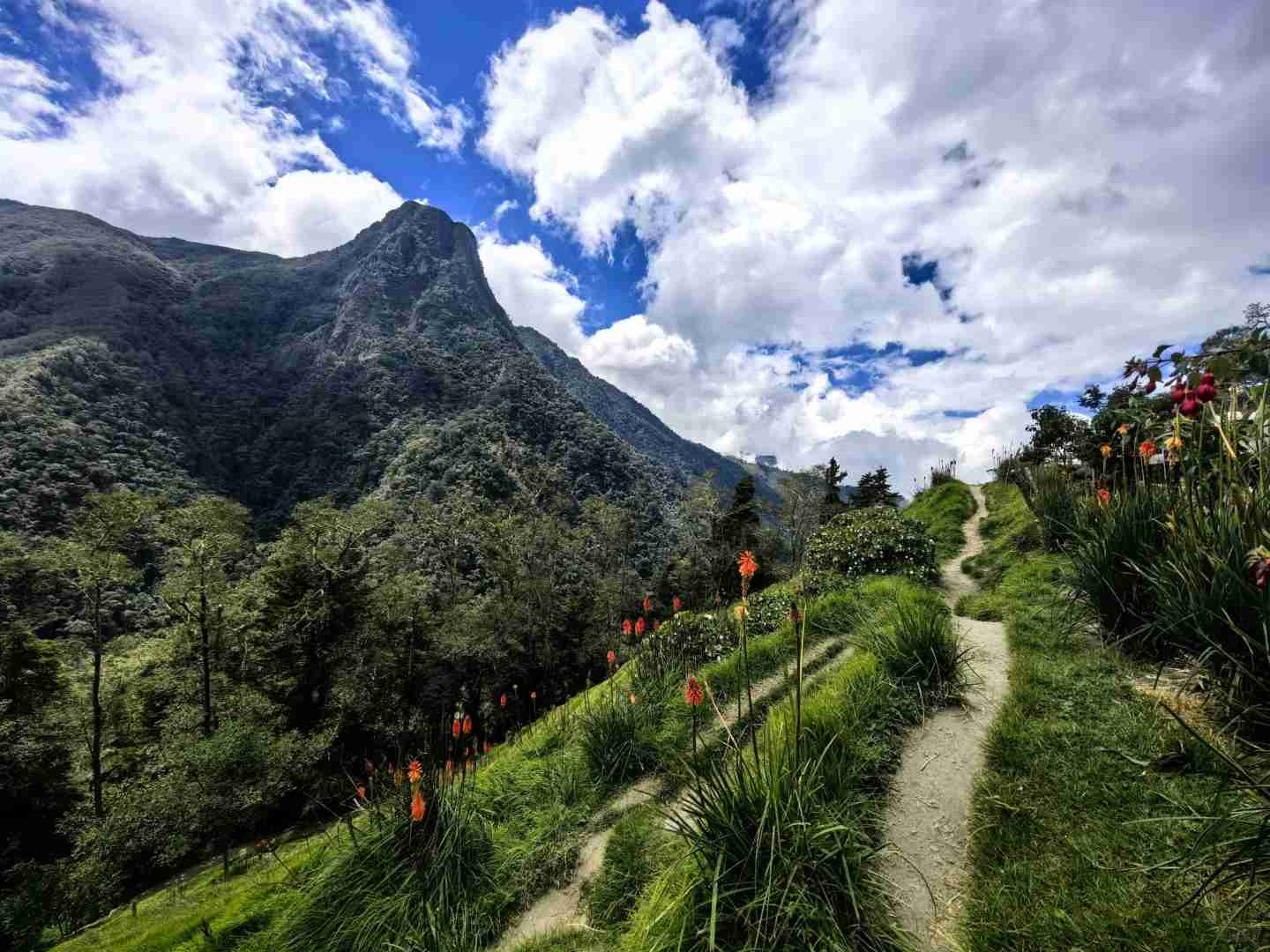 Explore the Breathtaking Cocora Valley with Quindío's Best Trails