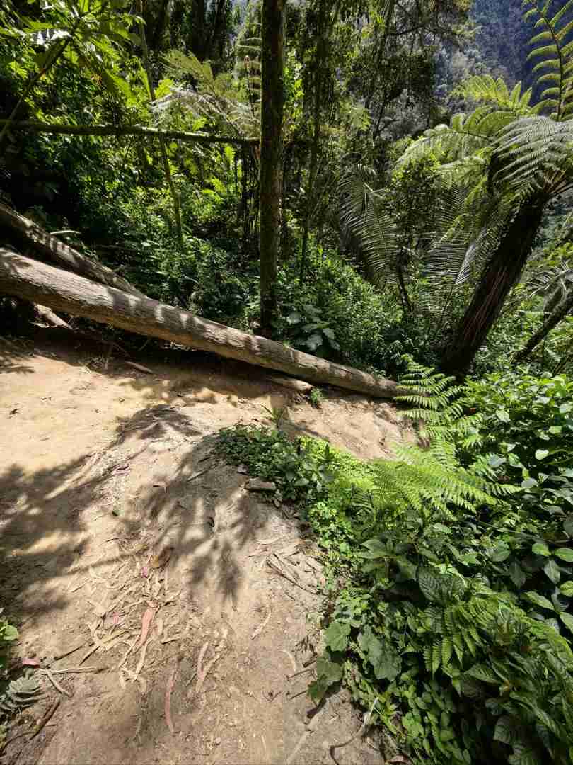 Explore the Breathtaking Cocora Valley with Quindío's Best Trails