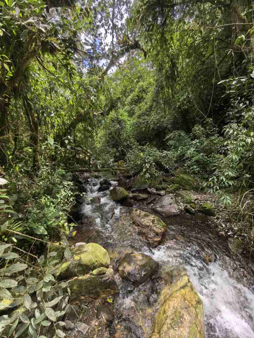 Explore the Breathtaking Cocora Valley with Quindío's Best Trails