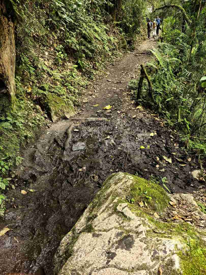 Explore the Breathtaking Cocora Valley with Quindío's Best Trails