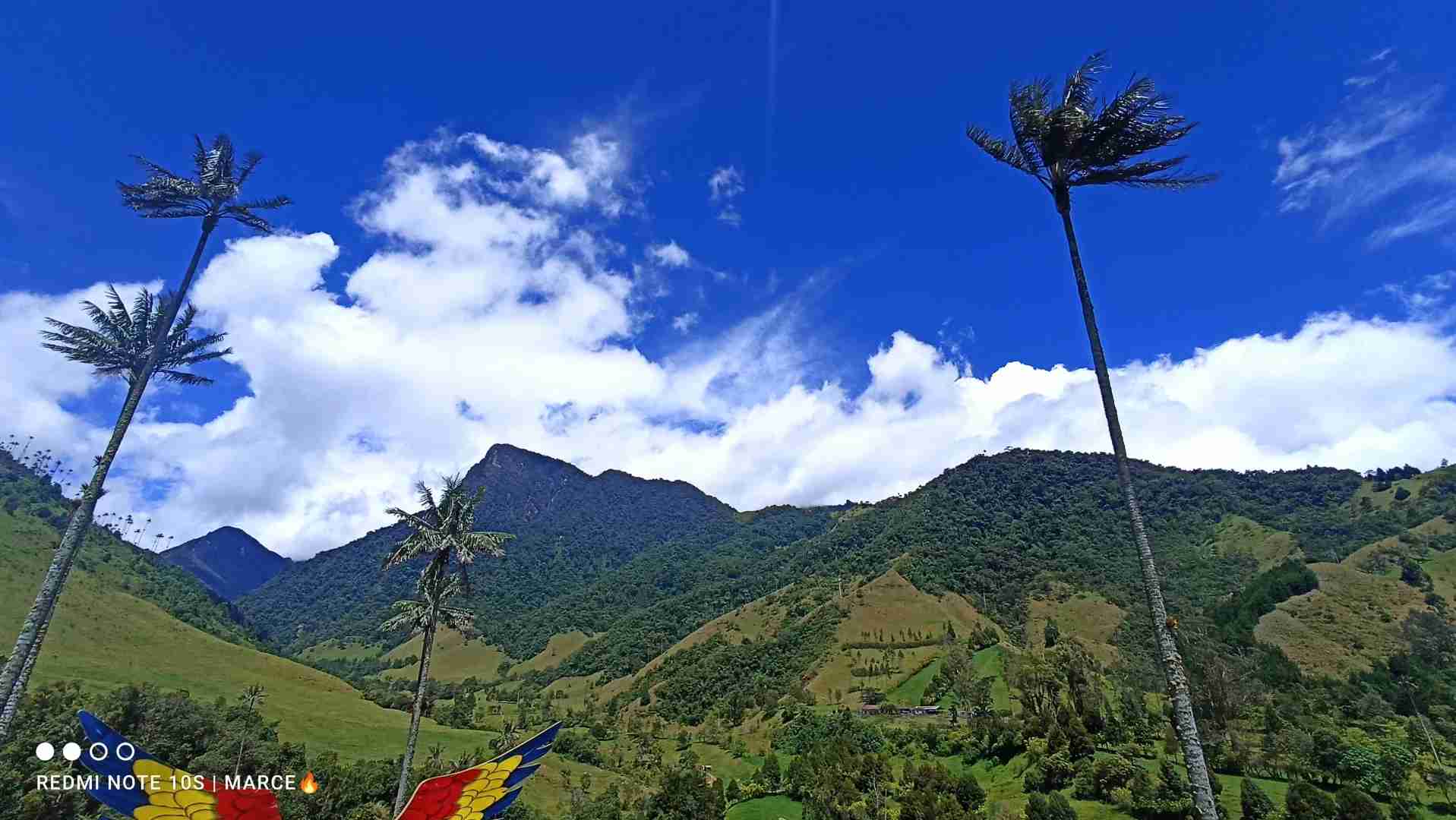 Explore the Breathtaking Cocora Valley with Quindío's Best Tours