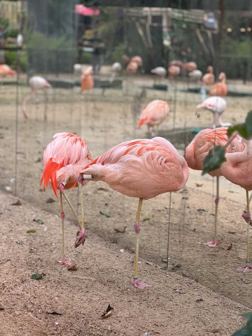 Explore the Diverse Bird Species at Iguazu's Premier Bird Park