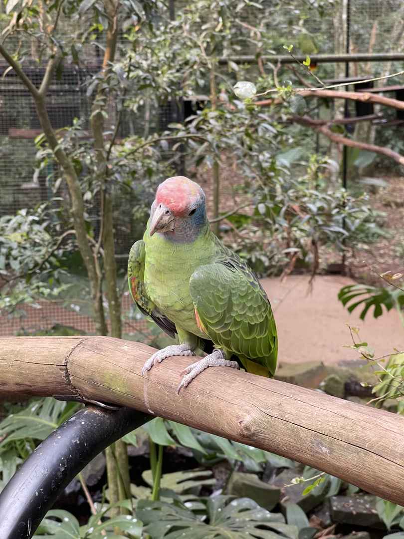 Explore the Diverse Bird Species at Iguazu's Premier Bird Park
