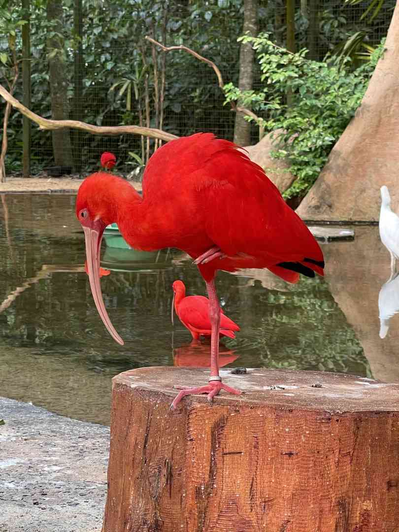 Explore the Diverse Bird Species at Iguazu's Premier Bird Park