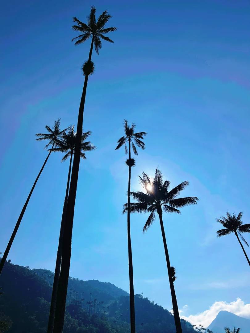 Explore the Hidden Gem of Colombia: Valle de Cocora Bamboo Forests