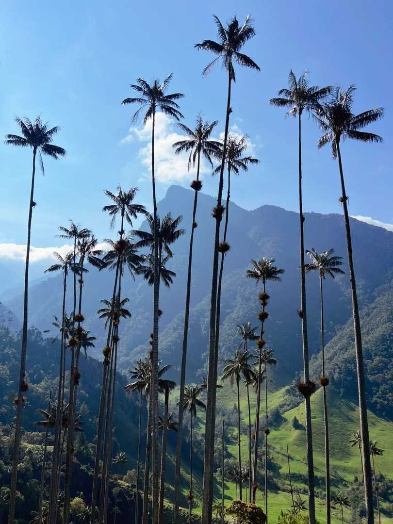 Explore the Hidden Gem of Colombia: Valle de Cocora Bamboo Forests