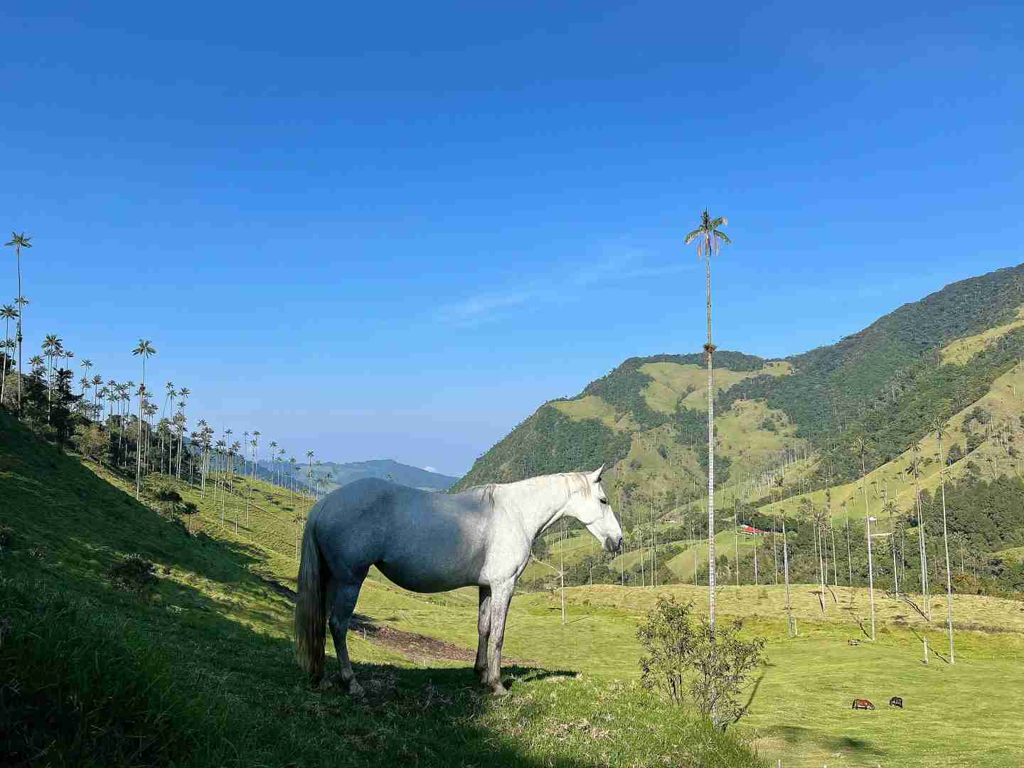 Explore the Hidden Gem of Colombia: Valle de Cocora Bamboo Forests