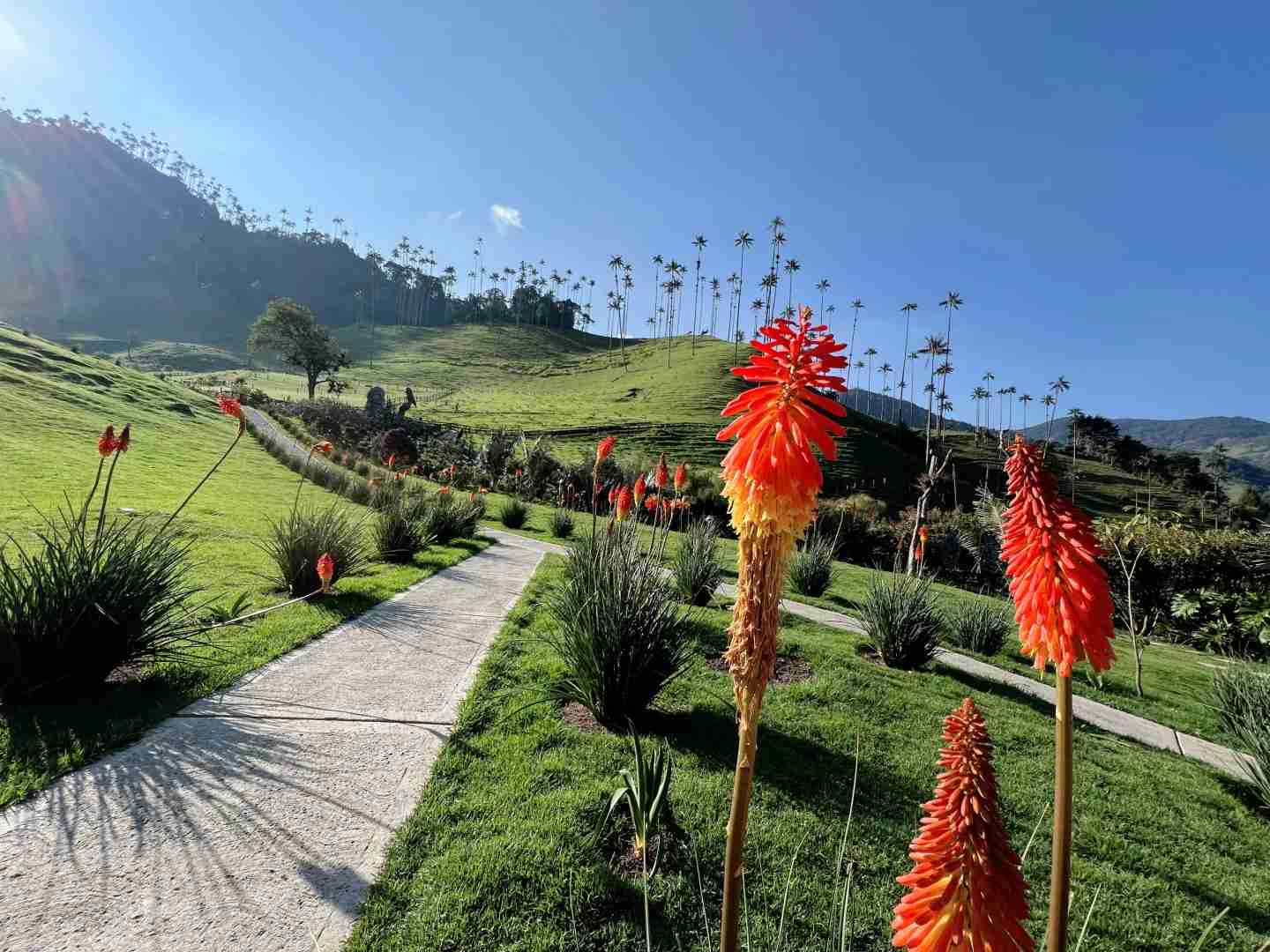 Explore the Hidden Gem of Colombia: Valle de Cocora Bamboo Forests