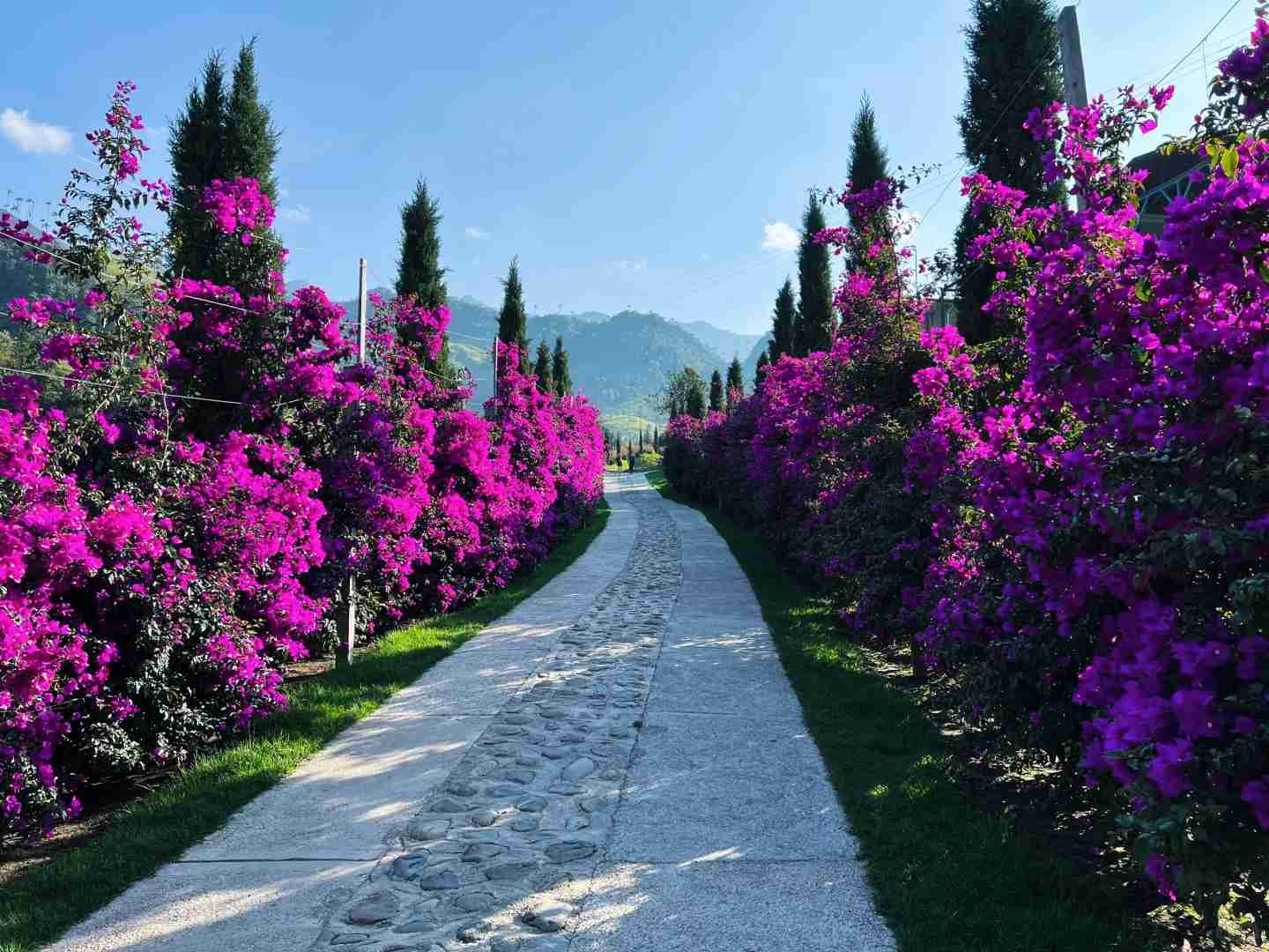 Explore the Hidden Gem of Colombia: Valle de Cocora Bamboo Forests