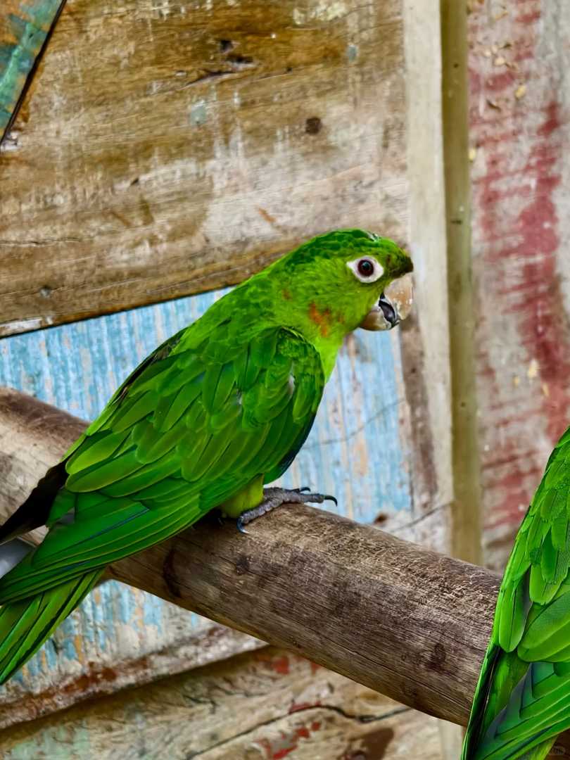 Explore the Largest Bird Park in South America | Brazil Avian Paradise