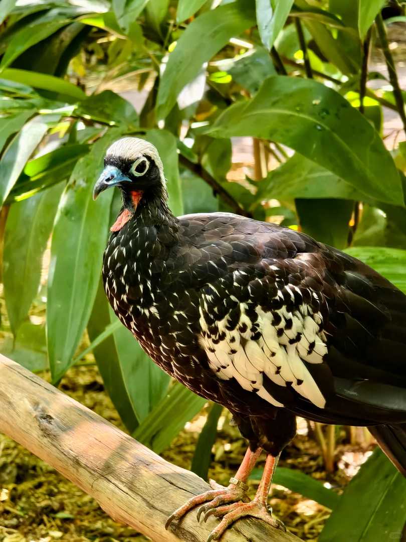Explore the Largest Bird Park in South America | Brazil Avian Paradise