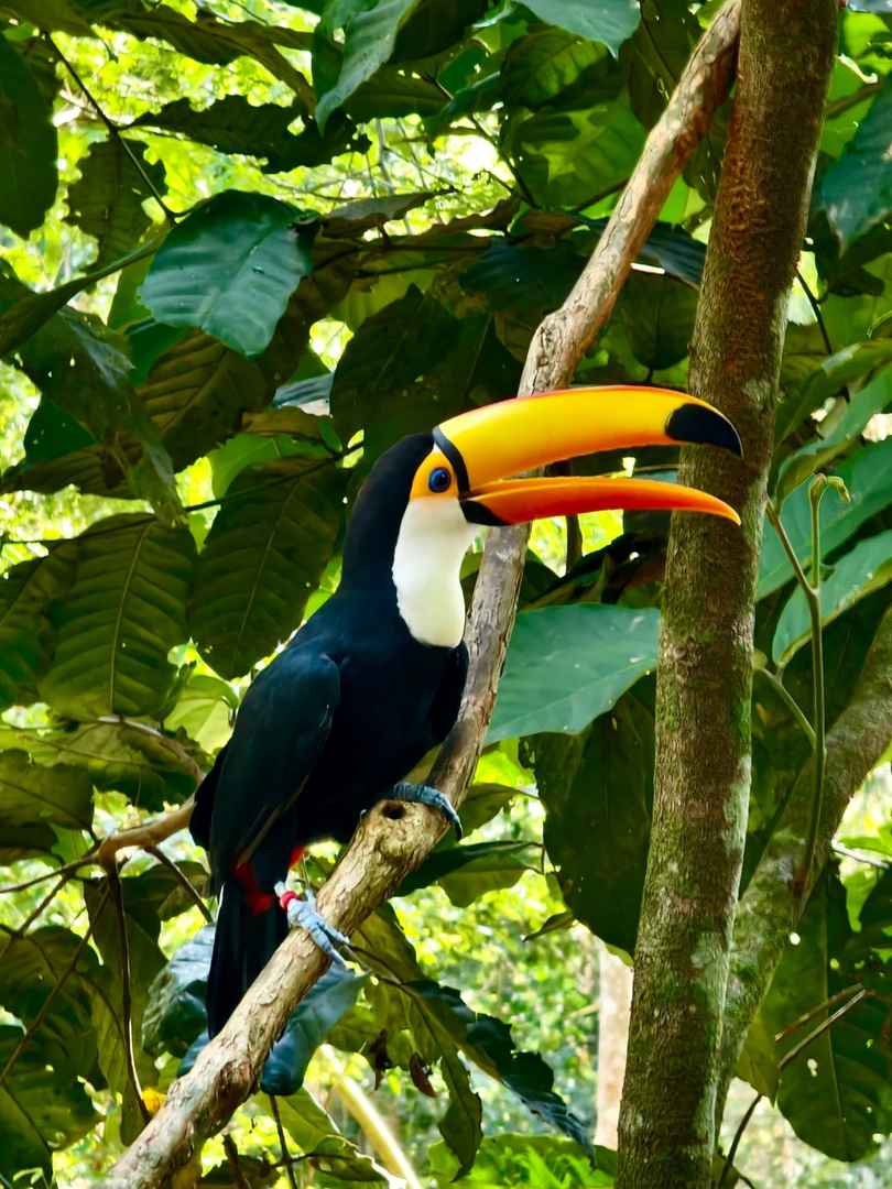 Explore the Largest Bird Park in South America | Brazil Avian Paradise