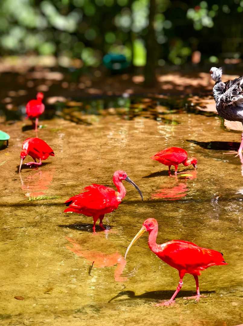 Explore the Largest Bird Park in South America | Brazil Avian Paradise