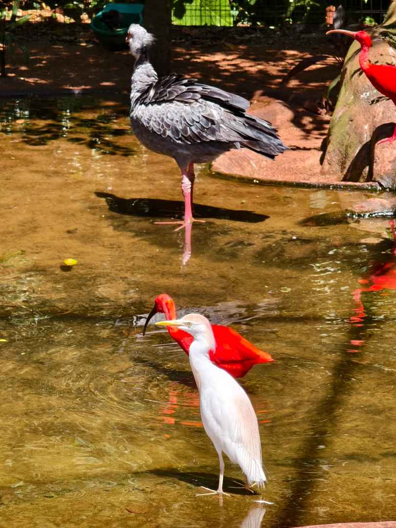 Explore the Largest Bird Park in South America | Brazil Avian Paradise