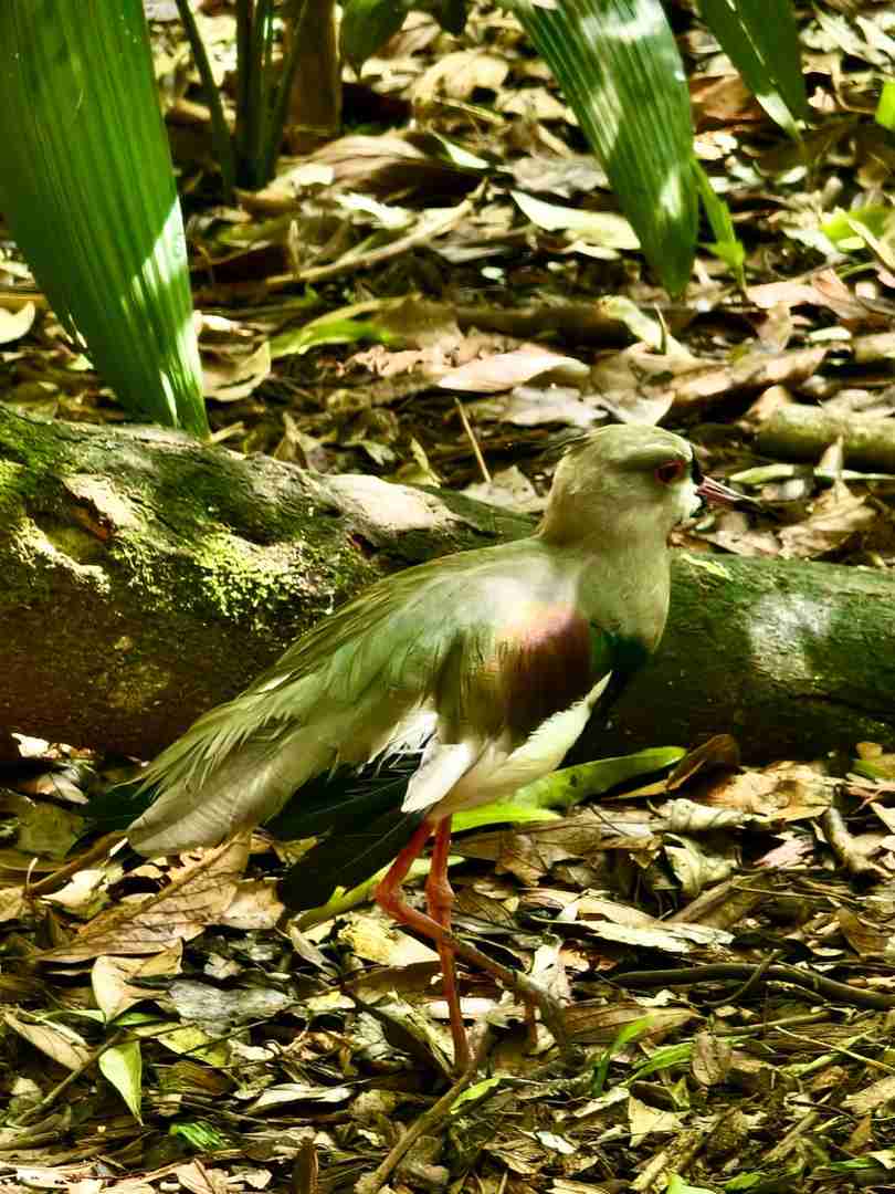 Explore the Largest Bird Park in South America | Brazil Avian Paradise
