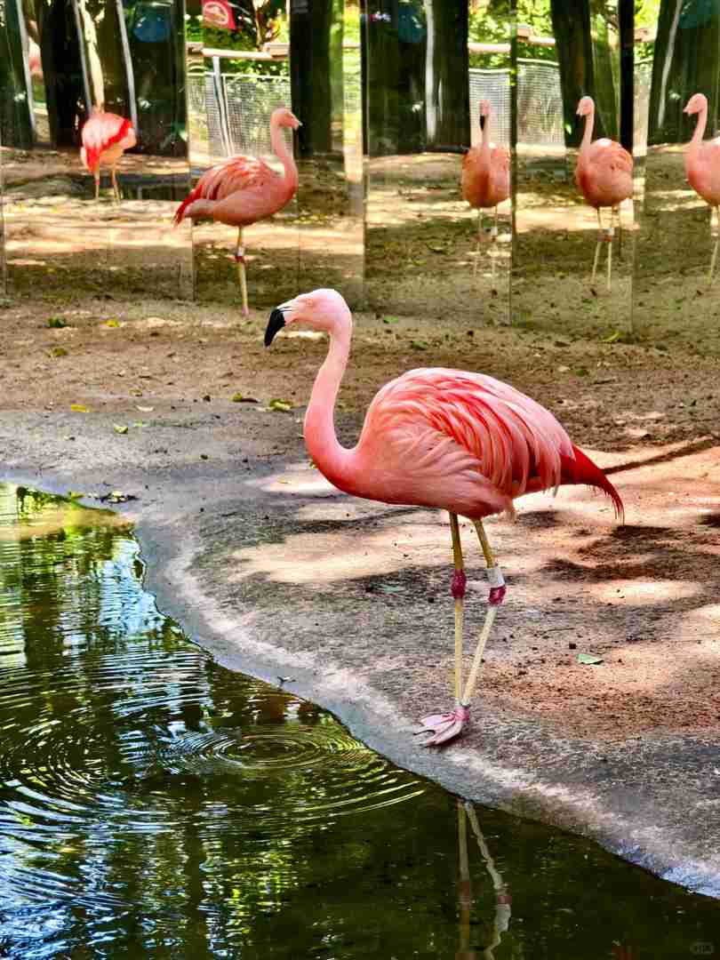 Explore the Largest Bird Park in South America | Brazil Avian Paradise