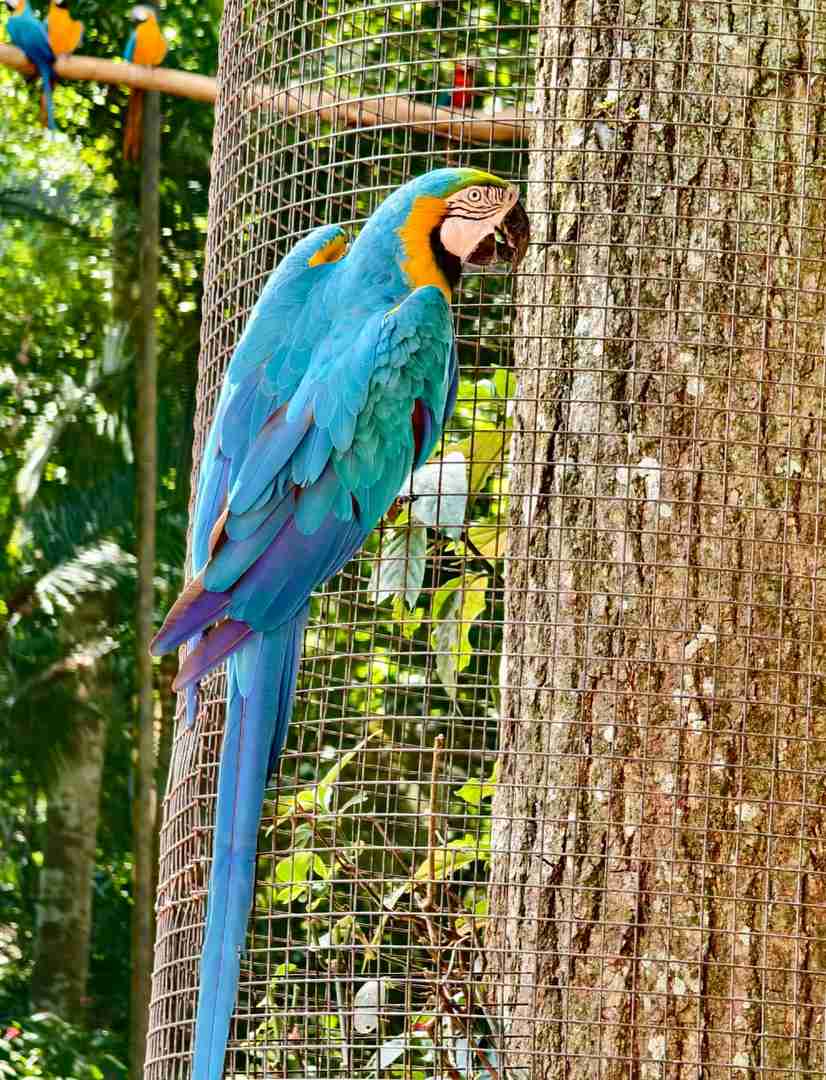 Explore the Largest Bird Park in South America | Brazil Avian Paradise
