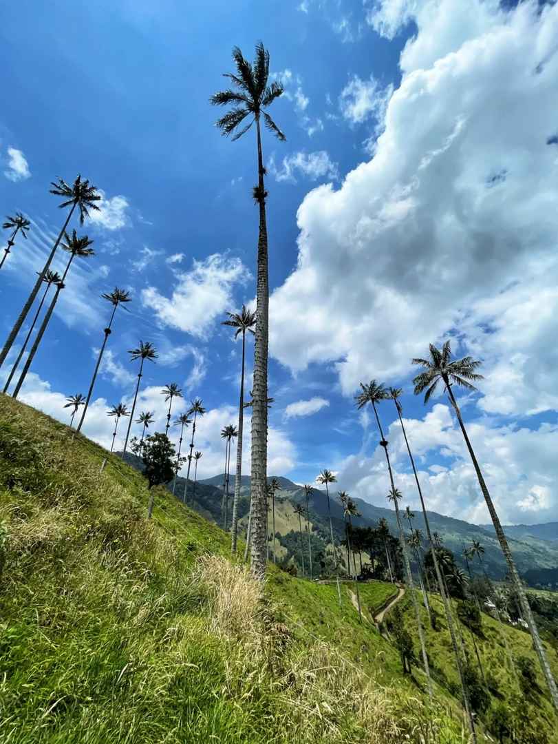 Erkunde das abgeschiedene Cocora-Tal in Kolumbien | Quindío Bamboo Trails