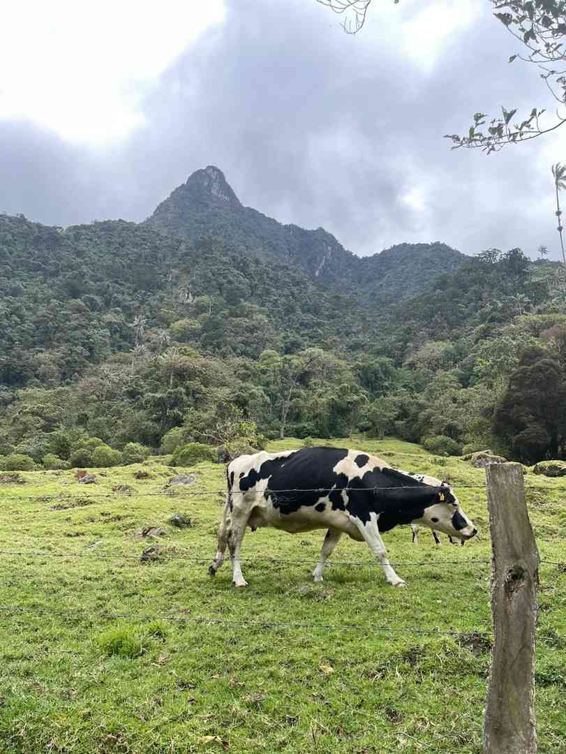 Explore the Stunning Cocora Valley in Colombia | Best Hiking Trails