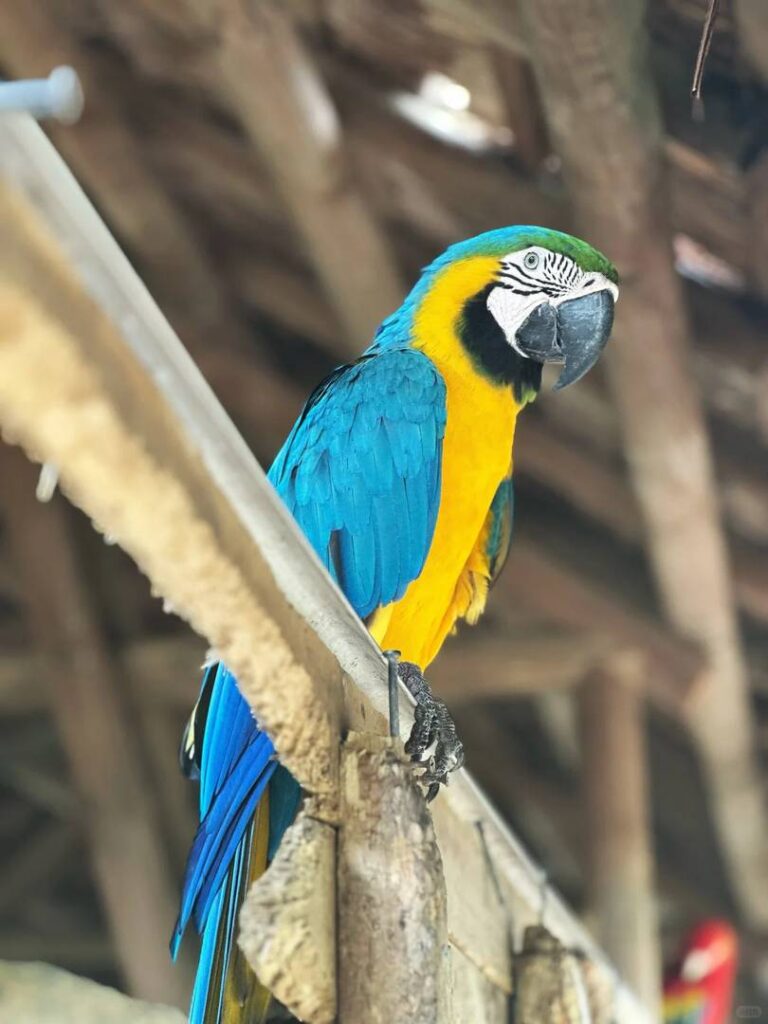 Explore o vibrante mercado local de Cartagena em busca de souvenirs autênticos.